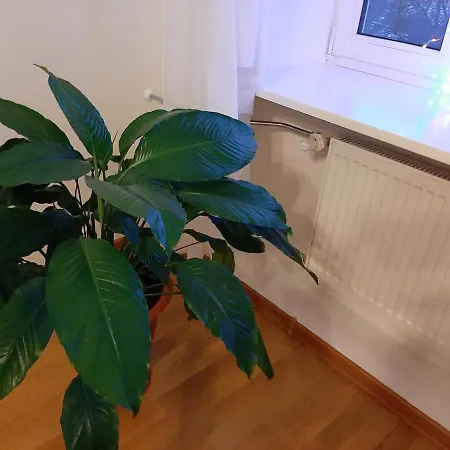 Apartment Comfortable In The Heart Of